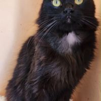 Diamant, magnifique chat noir yeux vert du maroc! #2