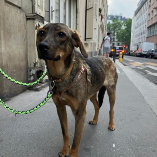 Urgent pour coco region parisienne