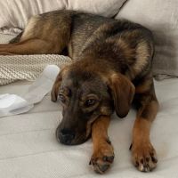 Urgent pour coco region parisienne #3