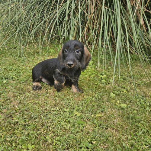 Teckel nain/kaninchen poil dur