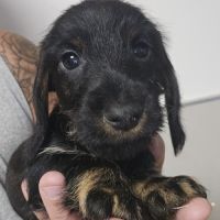 Teckel nain/kaninchen poil dur #1