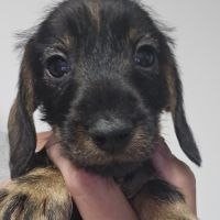 Teckel nain/kaninchen poil dur #2