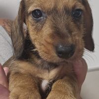 Teckel nain/kaninchen poil dur