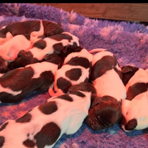 Chiots munsterlander lof à vendre #3