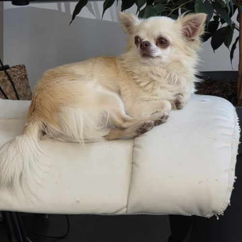 Magnifique femelle chihuahua dorée à poils longs