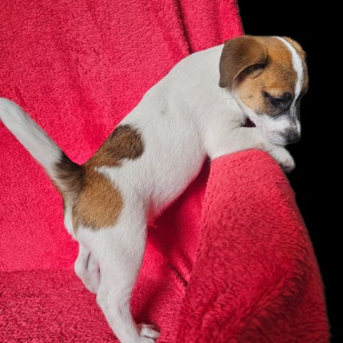 Jack russell terrier tempérament zen #1