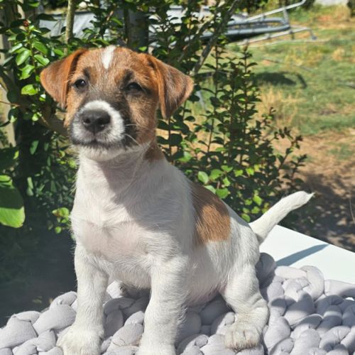 Jack russell terrier trés calme et posé