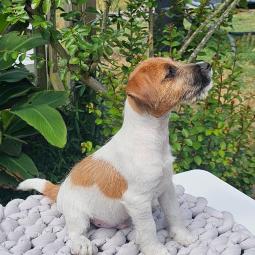 Jack russell terrier prédébourré #2
