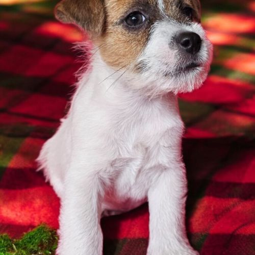 Jack russell terrier tempérament zen #3