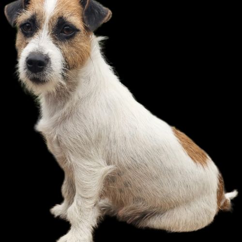Jack russell terrier tempérament zen #4