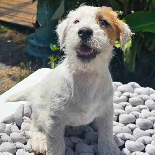 Jack russell terrier prédébourré #3