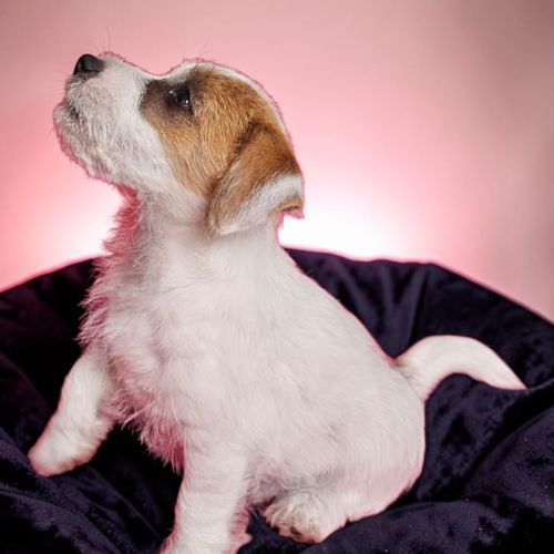 Jack russell terrier tempérament zen #0