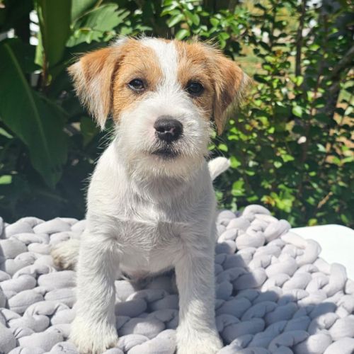 Jack russell terrier prédébourré #4