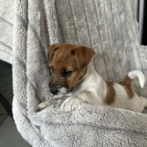 Jack russell terrier tempérament zen #9