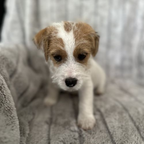 Jack russell terrier tempérament zen #10
