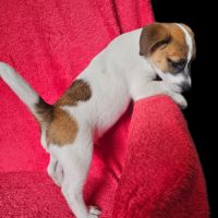 Jack russell terrier tempérament zen #1