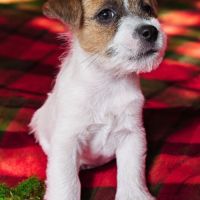 Jack russell terrier tempérament zen #3