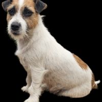 Jack russell terrier tempérament zen #4