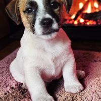 Jack russell terrier tempérament zen #6