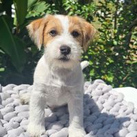 Jack russell terrier prédébourré #4