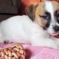 Jack russell terrier tempérament zen #7