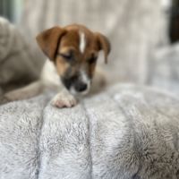 Jack russell terrier tempérament zen #8