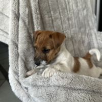 Jack russell terrier tempérament zen #9