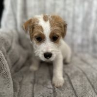 Jack russell terrier tempérament zen #10