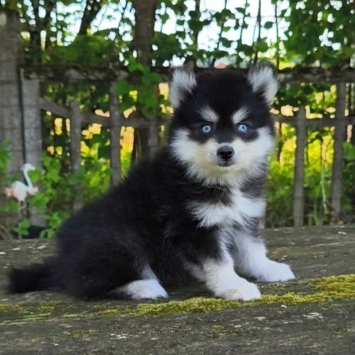 Petite femelle pomsky f4 #0