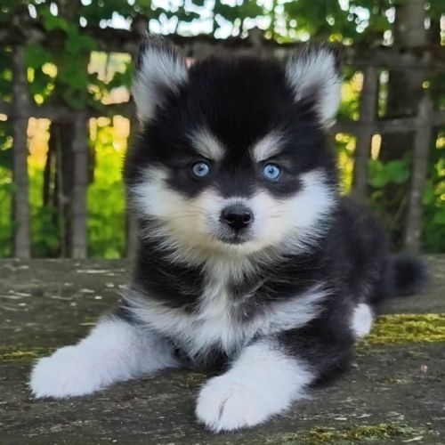 Petite femelle pomsky f4 #2