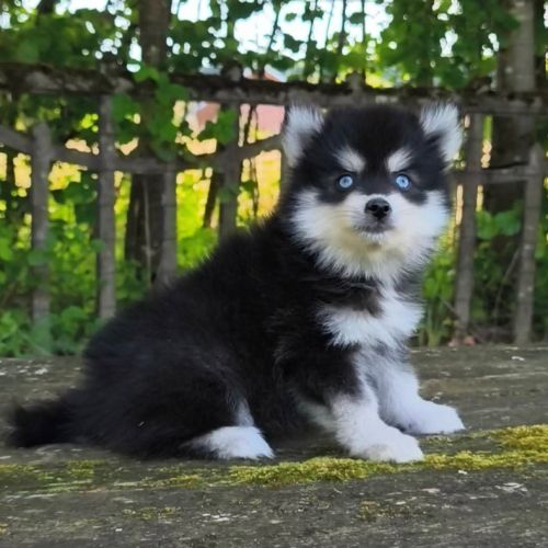 Petite femelle pomsky f4 #4