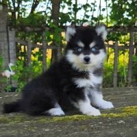 Petite femelle pomsky f4