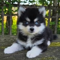 Petite femelle pomsky f4 #2
