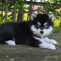 Petite femelle pomsky f4 #3