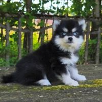 Petite femelle pomsky f4 #4