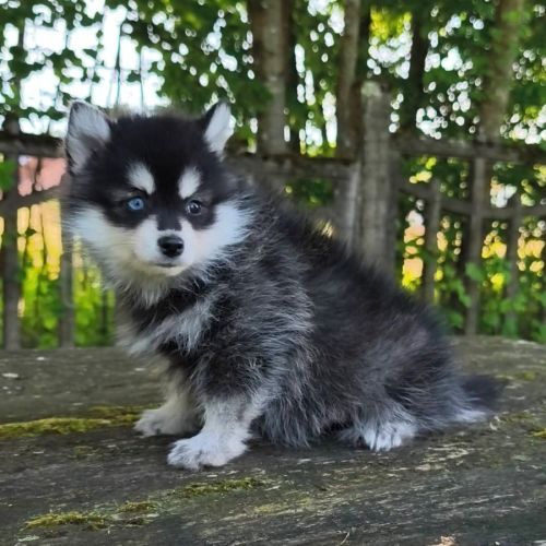 Petit mâle pomsky f4 #1