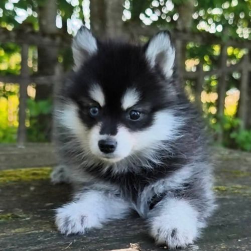 Petit mâle pomsky f4 #2