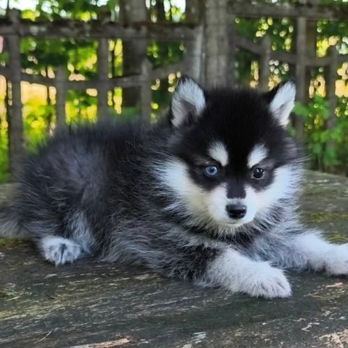 Petit mâle pomsky f4 #3