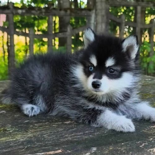 Petit mâle pomsky f4 #0
