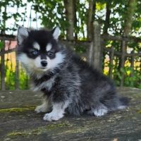 Petit mâle pomsky f4 #1