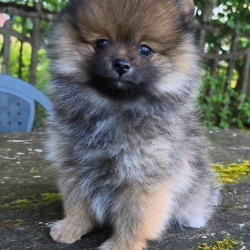 Petit mâle spitz dispo de suite #1