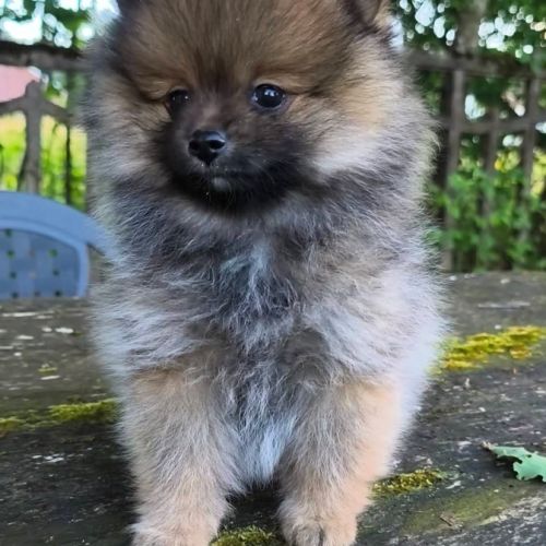 Petit mâle spitz dispo de suite #4