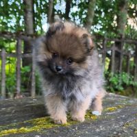 Petit mâle spitz dispo de suite #2