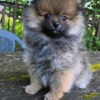 Petit mâle spitz dispo de suite