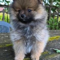 Petit mâle spitz dispo de suite #4