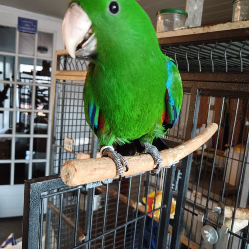 Grand eclectus élevé à la main