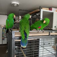 Grand eclectus élevé à la main #1