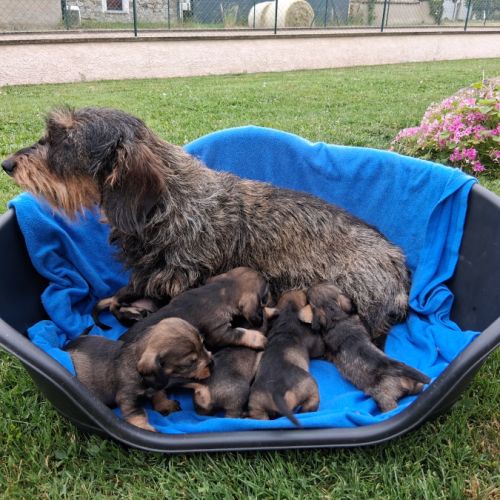 Chiots teckel a poil dur standard lof sanglier #1