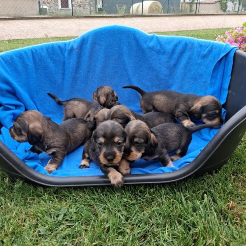 Chiots teckel a poil dur standard lof sanglier #2