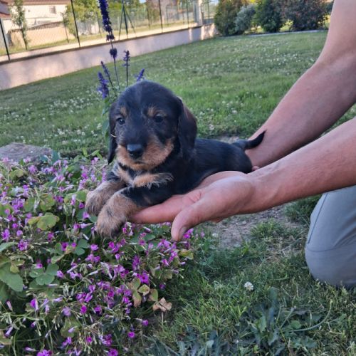 Chiots teckel a poil dur standard lof sanglier #3